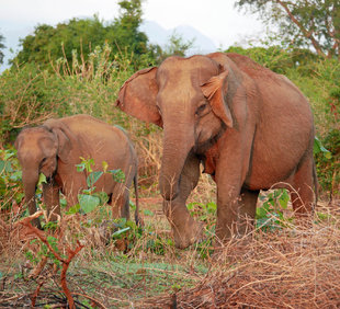 Elephants in Sri Lanka - Ralph Pannell