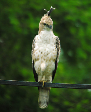 Crested Hawk Eagle