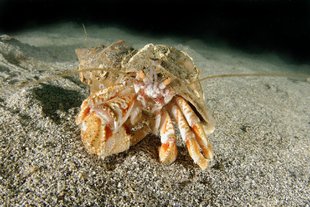 hermit-crab-gardur-wolfgang-polzer-1800x1200.jpg