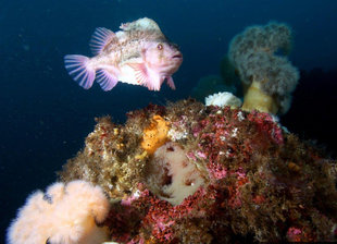 fish-Arnarnesstrýtur-Diving-Day-Trip-Akureyri-North-iceland-adventure-holiday.jpg