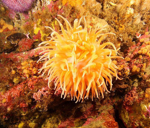 anenome-Arnarnesstrýtur-Diving-Day-Trip-Akureyri-North-iceland-adventure-holiday.jpg