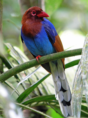 Blue Magpie, Sinharaja National Park