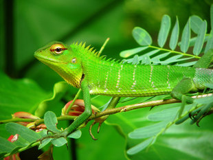 Green Forest Lizard