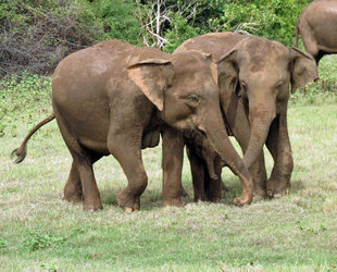 Asian Elephants in Wilpattu National Park