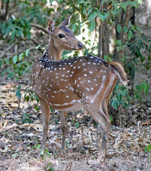 Spotted Deer in Wilpattu National Park - Charlotte Caffrey