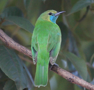 Birdwatching in Wilpattu National Park