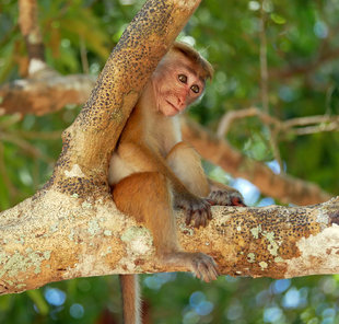 Toque Macaque in Wilpattu - Charlotte Caffrey