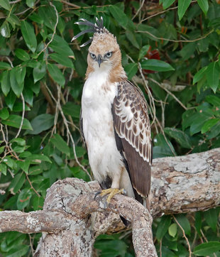 Crested Hawk Eagle - Charlotte Caffrey