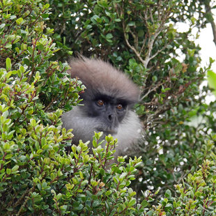 Purple Faced Langur - Charlotte Caffrey