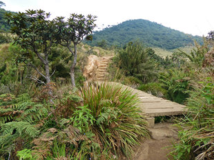 Horton Plains National Park - Jane Coleman