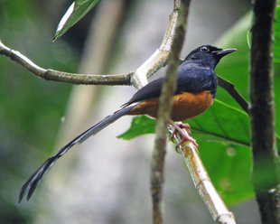 White Rumped Shama