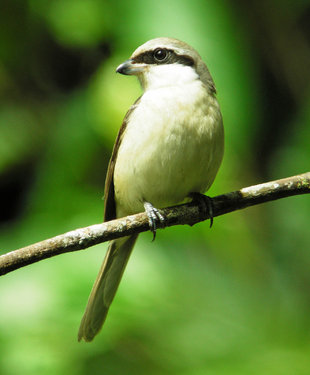 Brown Shrike