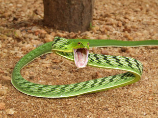 Snake in Sri Lanka