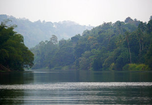 Udawattakele Forest in Kandy - Charlotte Caffrey