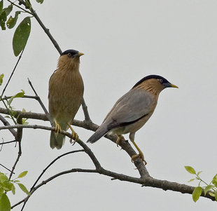 Brahminy Mynah