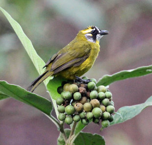 Yellow Eared Bulbul