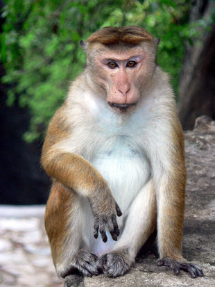 Toque Macaque