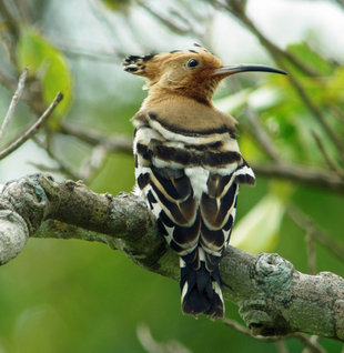 Hoopoe