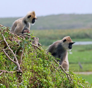 Langur Monkeys - Ralph Pannell