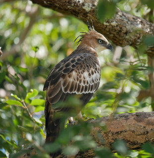 Crested Hawk Eagle - Charlotte Caffrey