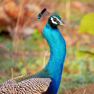 Peacock - Ralph Pannell