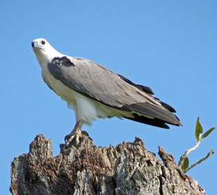 White Bellied Sea Eagle