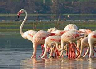 Greater Flamingos