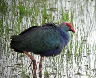 Purple Swamphen