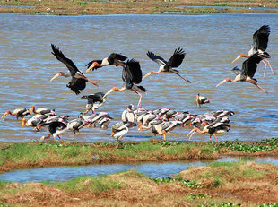 Painted Stork in Tissamaharama Wetlands