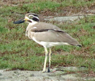 Great Thick Knee