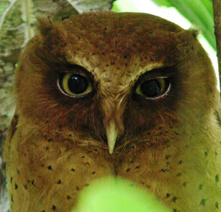 Serendib Scops Owl