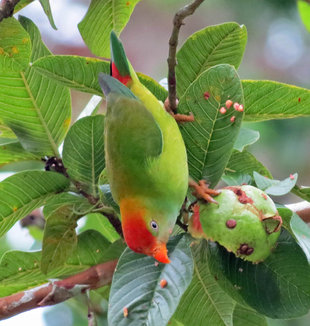 Sri Lanka (Ceylon) Hanging Parrot