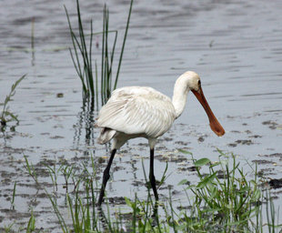 Eurasian Spoonbill