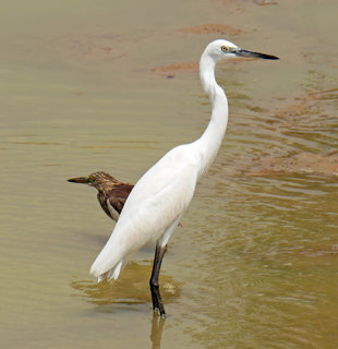 Little Egret - Charlotte Caffrey