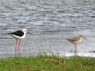 Stilt & Redshank