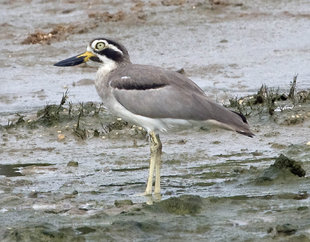 Great Thick Knee