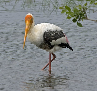 Painted Stork