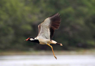 Red Wattled Lapwing