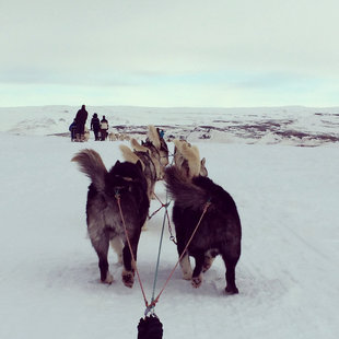 dog-sledding-husky-adventure-iceland-sophiea-jones.jpg