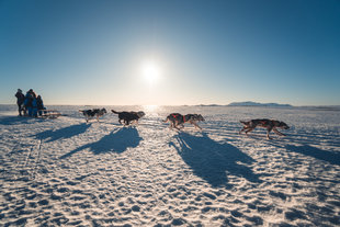 dog-sledding-iceland-husky-northern-lights-adventure.jpg