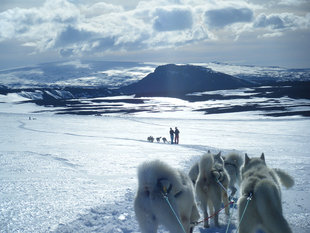 dogs-from-behind-iceland-sledding-winter-snow.jpg