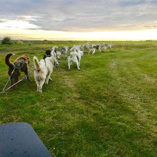 dry-land-dog-sledding-iceland.jpg