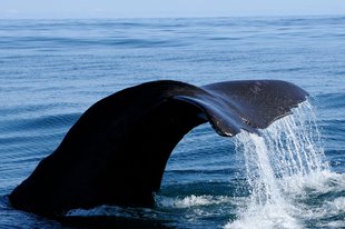 Whale Tail Iceland Wildlife Marine Life.jpg