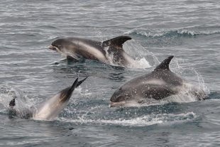 White beak Dolphins Iceland.jpg