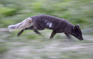 Fox North Iceland Wildlife