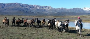 Alta vista Wild Ponies - Simmonds