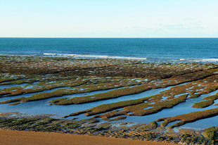 peninsula-valdes-argentina-orca-whales.jpg