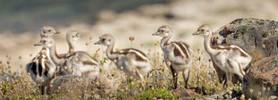 chicks-darwins-lesser-rhea-torres-del-paine-wildlife-patagonia-chile-wilderness-flightless.jpg