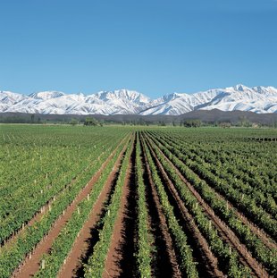 vineyards-mendoza-wine-grapes-patagonia.jpg