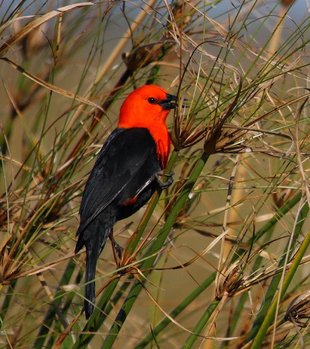 scarlet-headed-blackbird-amblyramphus-holodericeus-esteros-del-ibera.jpg